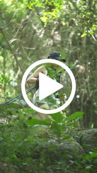 BIB:  <button type="button" onclick="openModal(27937578)" class="btn btn-primary btn-sm float-right" data-toggle="modal" data-target=".modal-high-quality">
                <i class="fa fa-download"></i> Download
                </button>